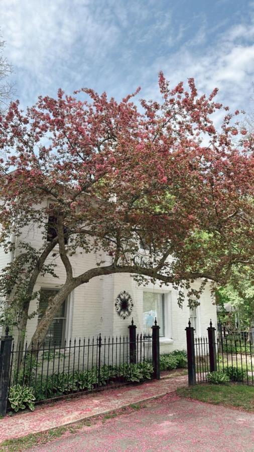 Bed and Breakfast The Ginkgo Tree Mount Pleasant Exterior foto